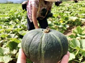 临沧网红吃瓜事件真相是真的吗,真相揭秘，还原事件始末  第2张
